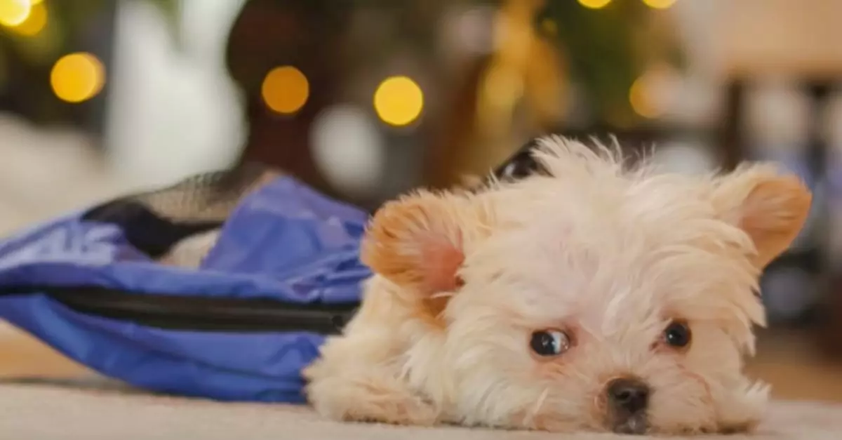 Woman Steps In Just in Time to Save a Sick Puppy Moments Before It’s About to Be Discarded