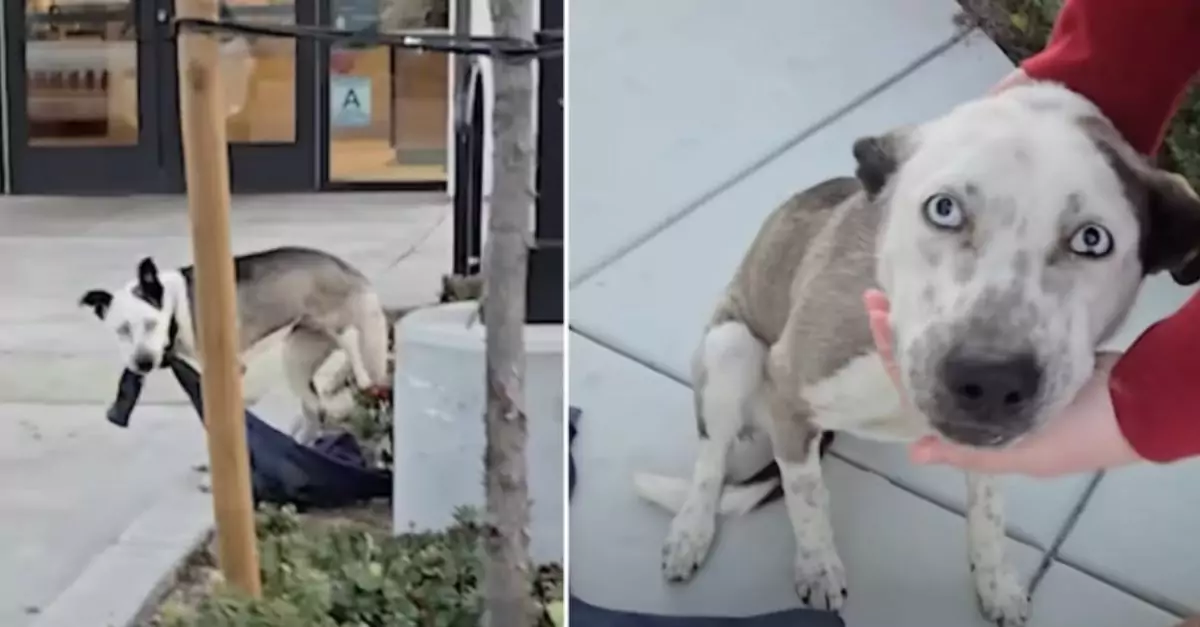 Women Call Man Who Abandoned Dog to Hear His Side of the Story