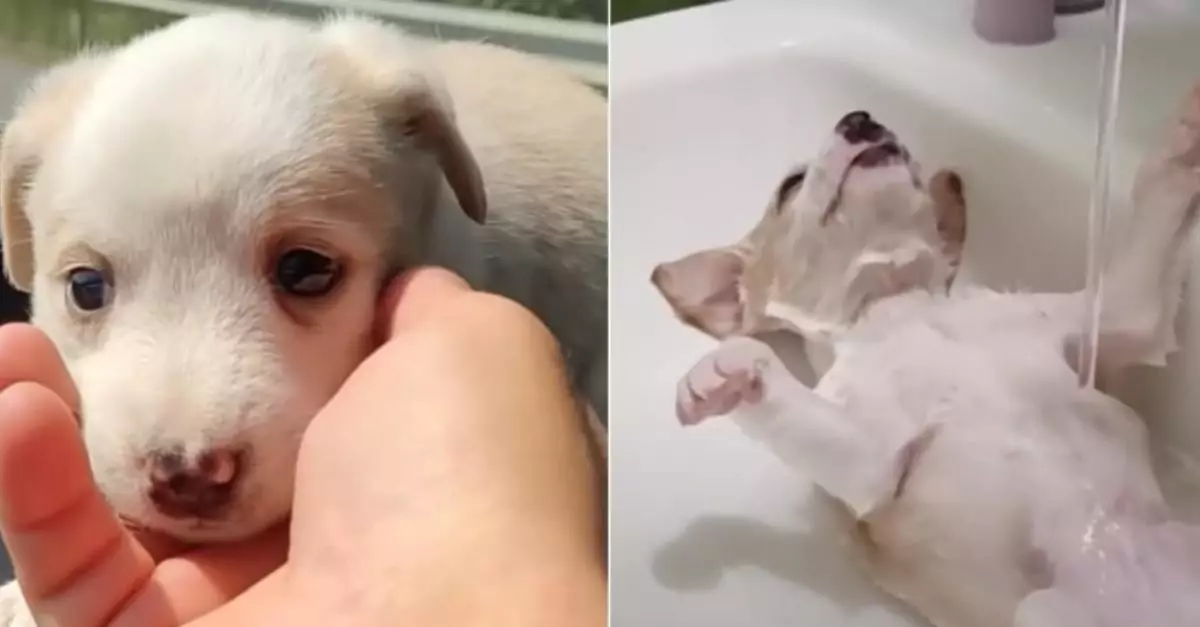 Young abandoned puppy experiences relaxation for the first time in his life