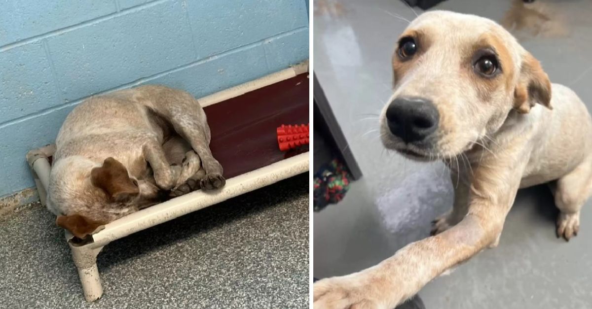 Shelter dog heartbroken as her best friend was adopted but she wasn't