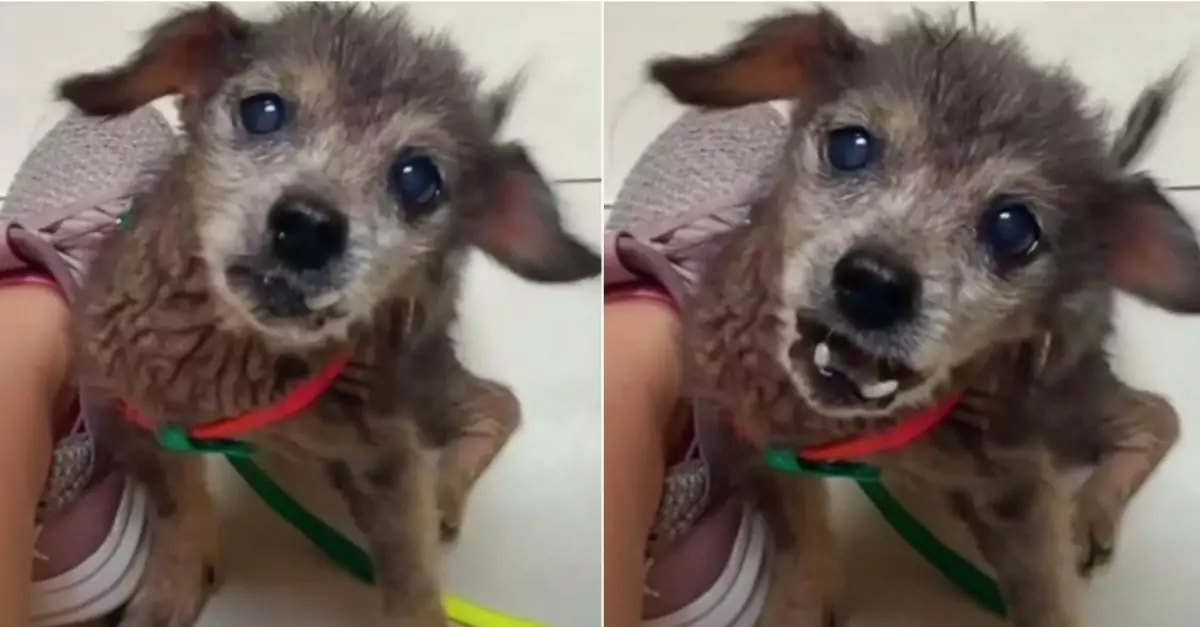 ‘16-Year-Old Dog’s Heartbreaking Cries Shook Woman Deeply’