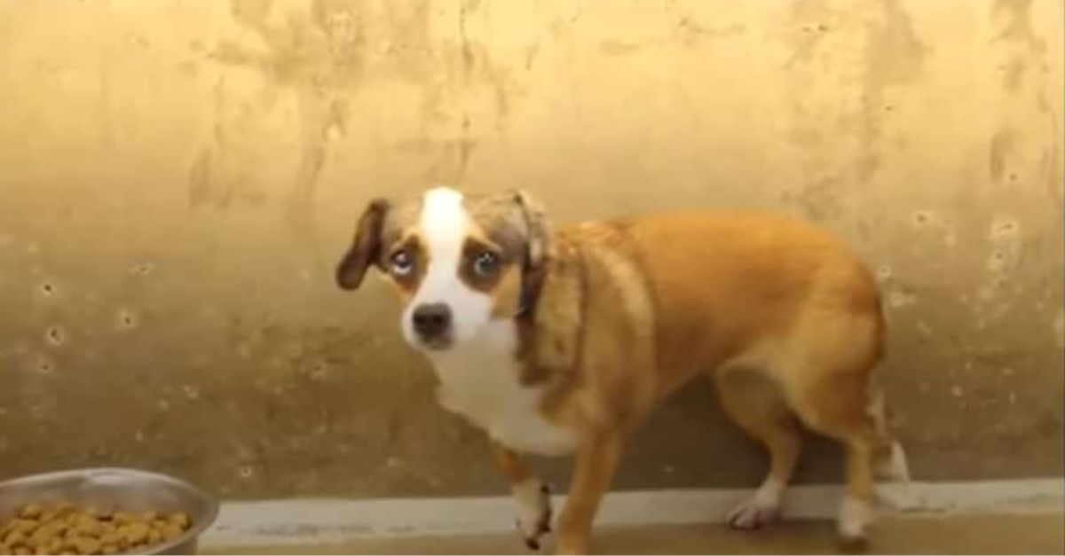 ‘Scared’ Dog Wags Tail for First Time After Meeting Her Rescuer