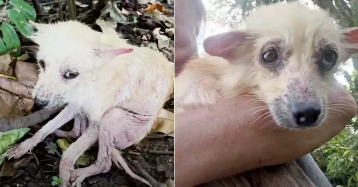 ‘Twisted’ Pup Hid in Plain Sight by Making Herself Small on Overgrown Path