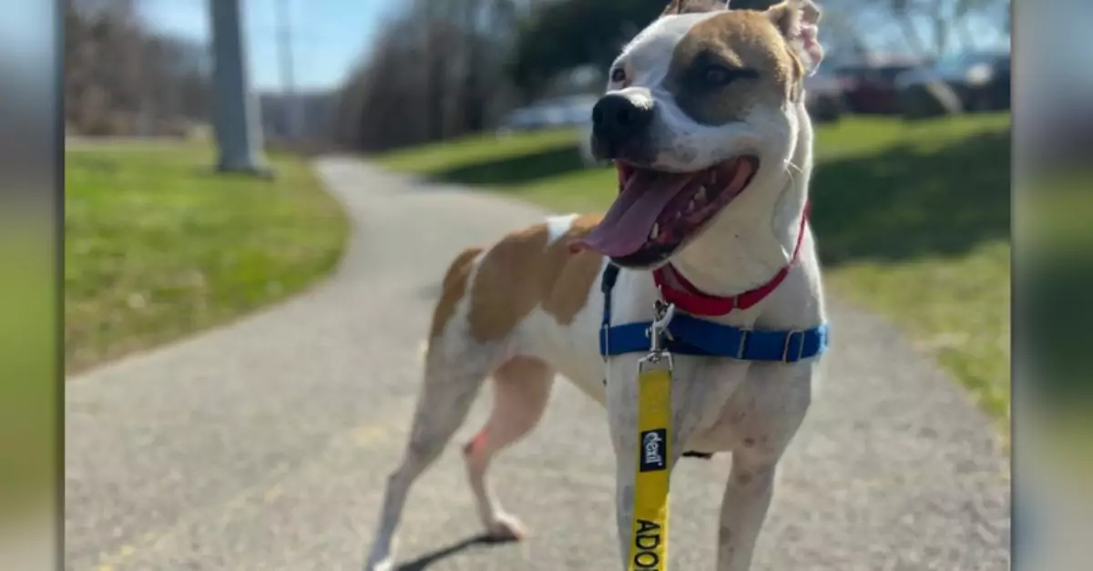 After 1000 days in the shelter, a special dog is still waiting for her forever home