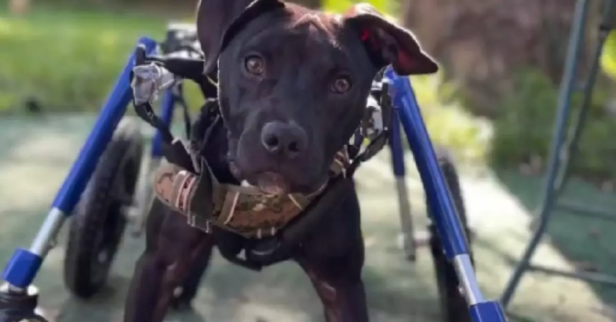 After a year of waiting, wheelchair-bound pup still seeks a forever home