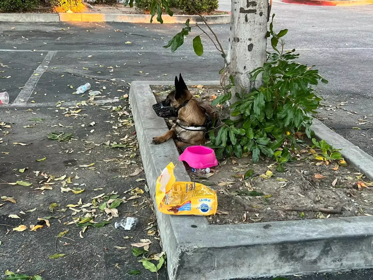 A Heartbreaking Scene in Los Angeles