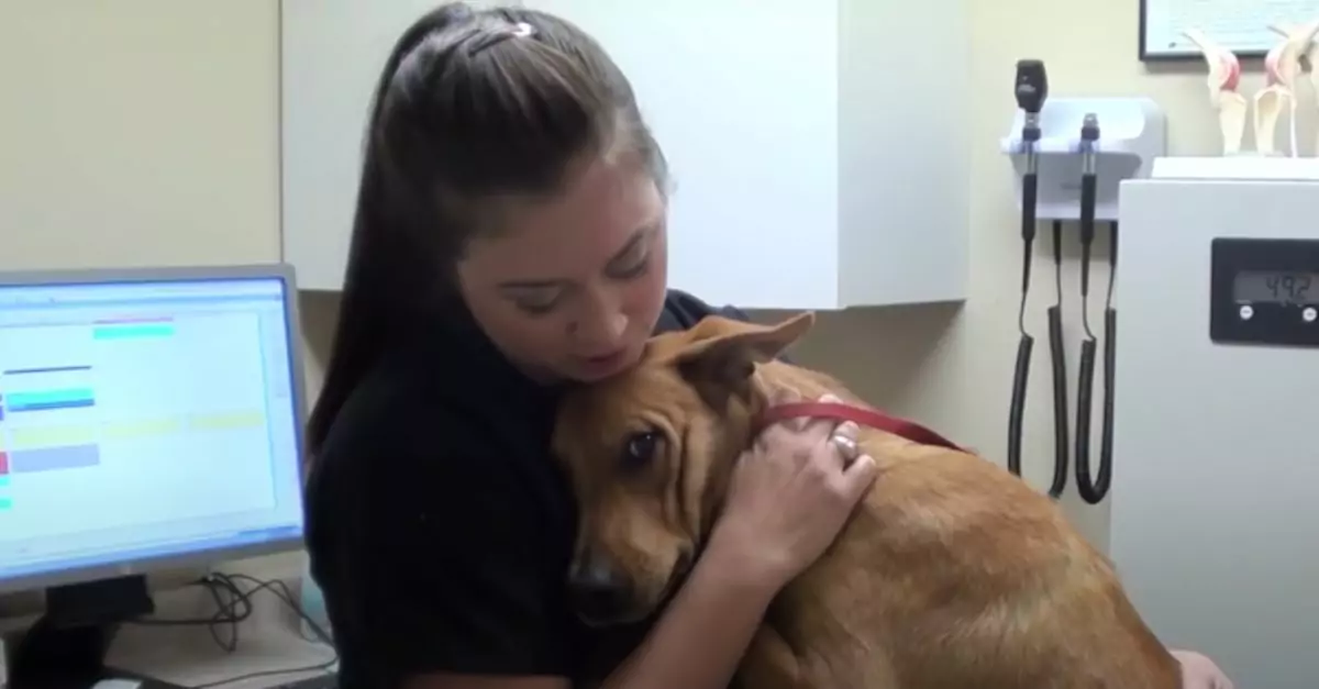 Dog Saved from Euthanasia Hugs Rescuers Who Refused to Give Up