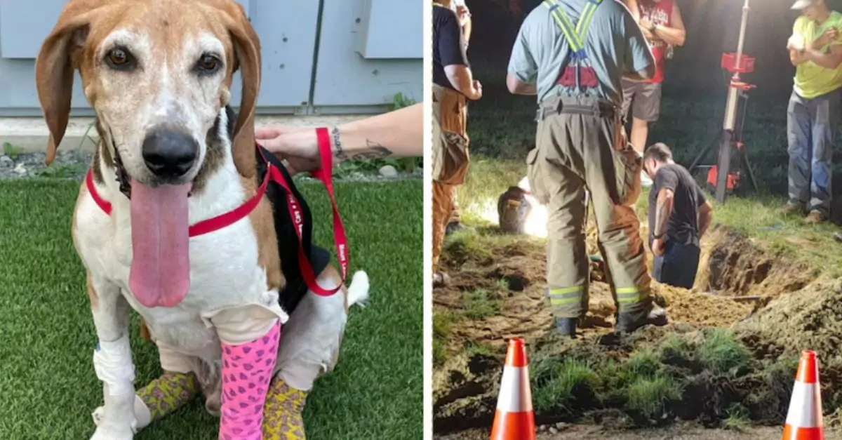 Foster Dog Survives Over a Week Trapped in a Narrow Pipe