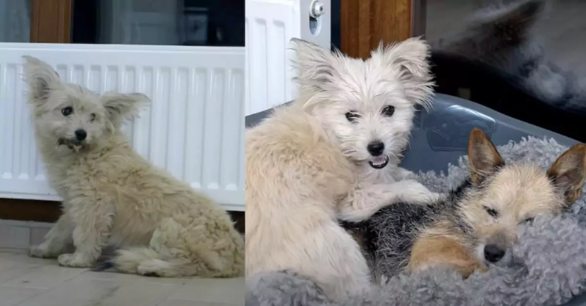 Frightened stray puppy brightens up after her scared mom is rescued