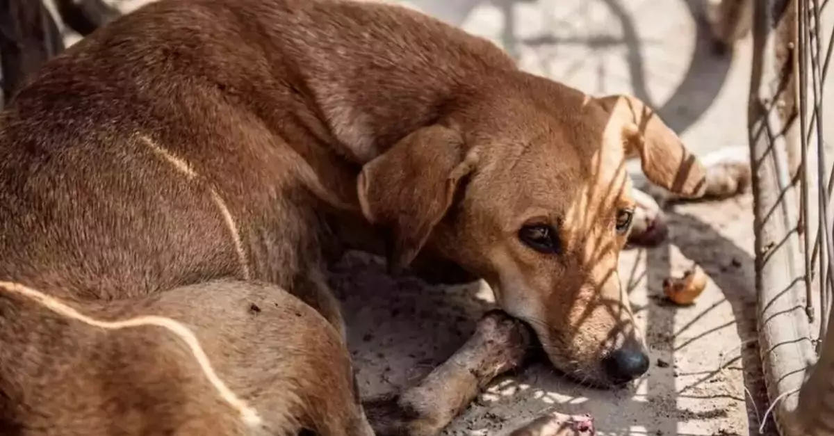 No one can imagine the suffering of the stray dog ​​Stella when she was abused