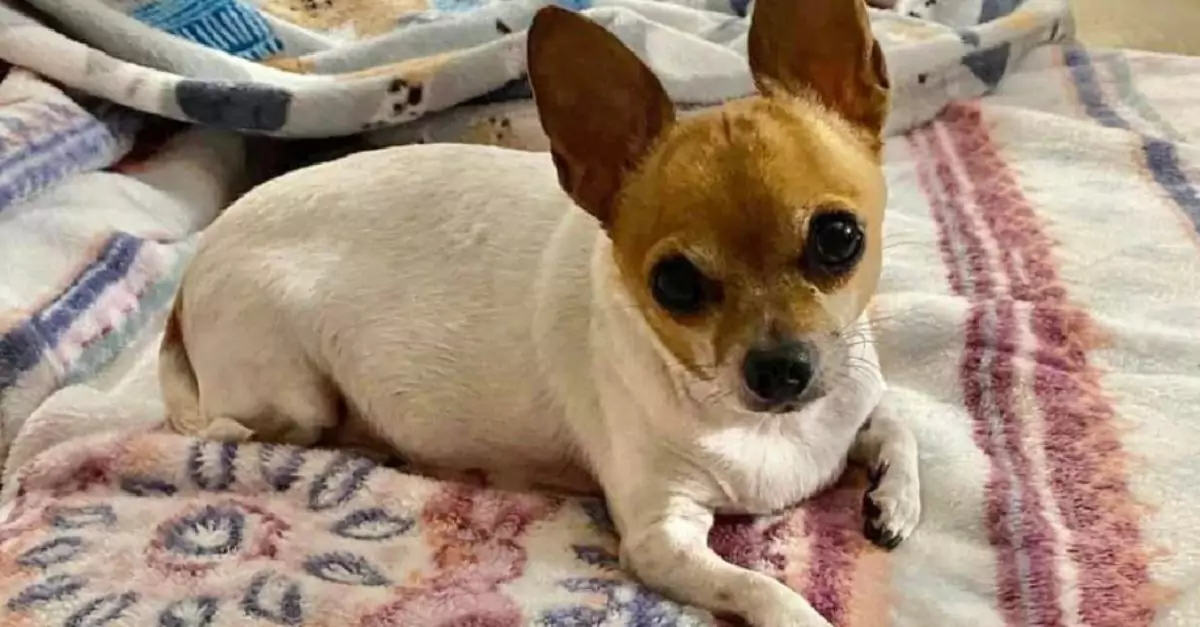 Obese Chihuahua abandoned in vacant apartment after family moved, leaving him injured