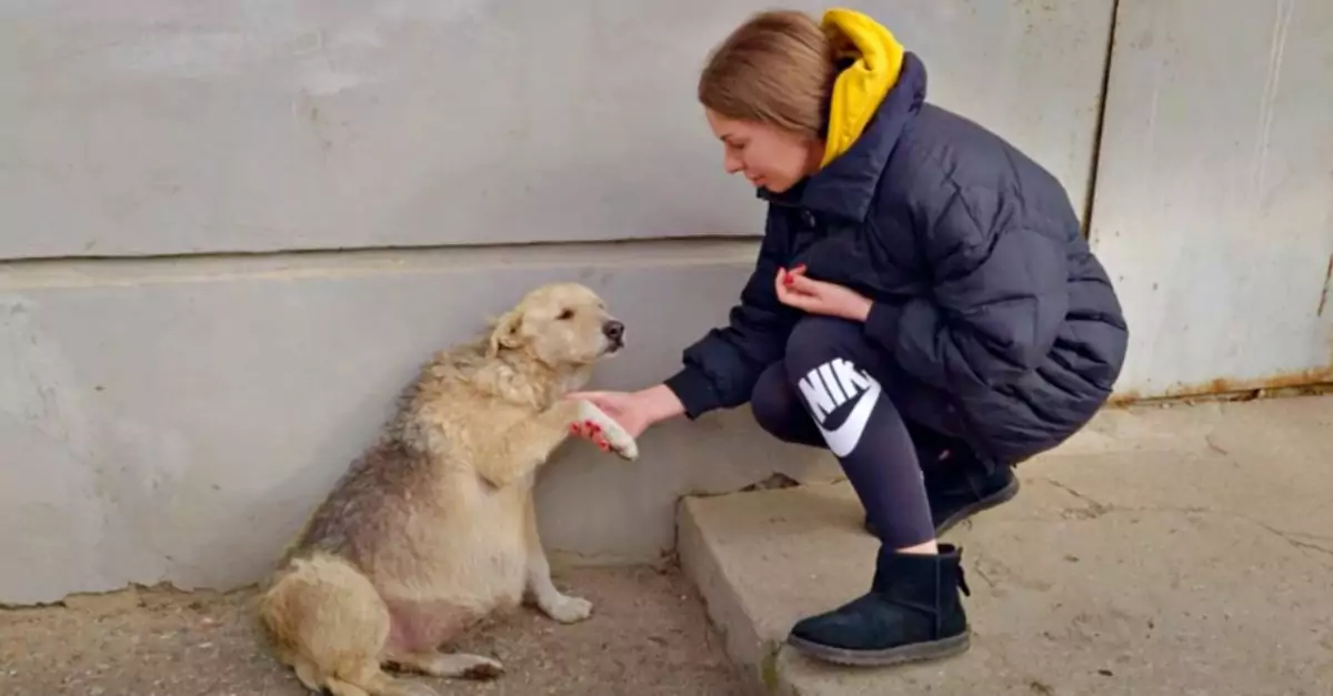 Stray dog places paw in woman's hand, begging desperately for medical help