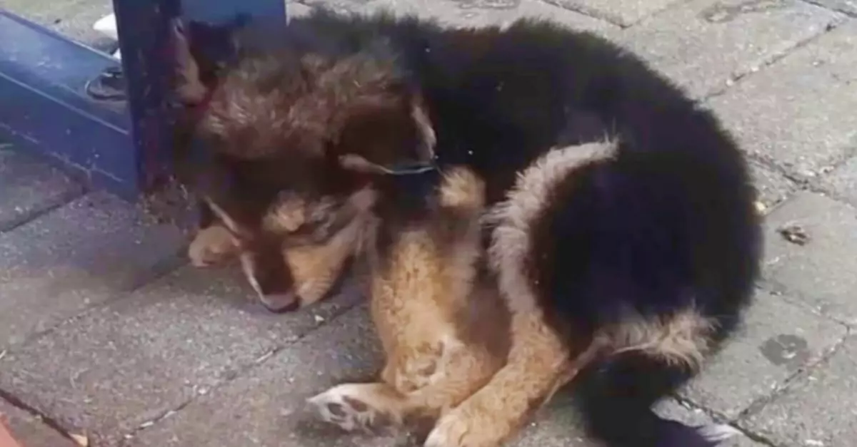 This Man Discovered a Puppy on Scorching Pavement