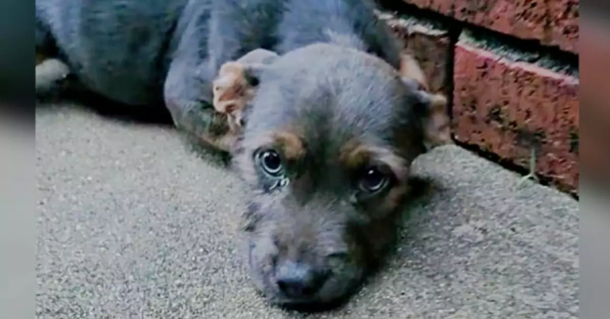 Woman Cries Out as Puppy Left Huddled Against Driveway Bricks