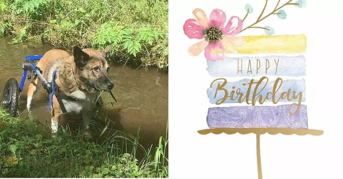 7-year-old disabled dog is looking forward to being adopted and feeding him birthday cake