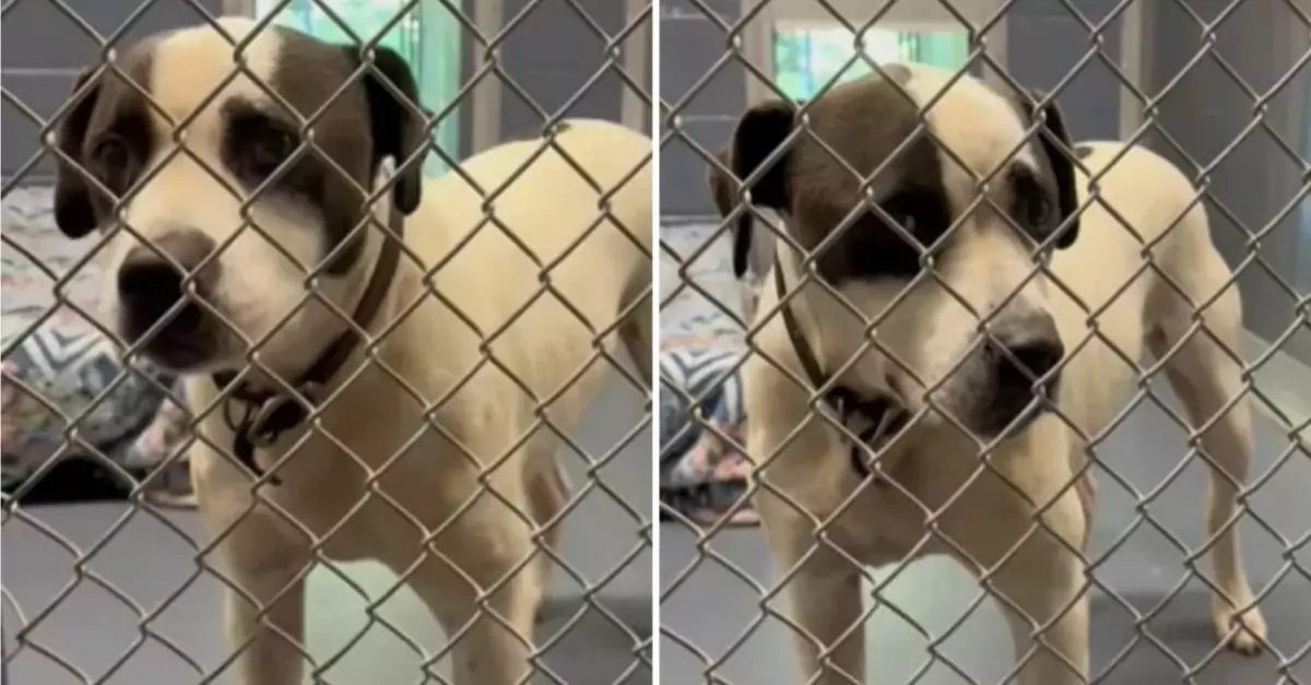 Adorable dog abandoned in Walmart lot receives no interest for adoption