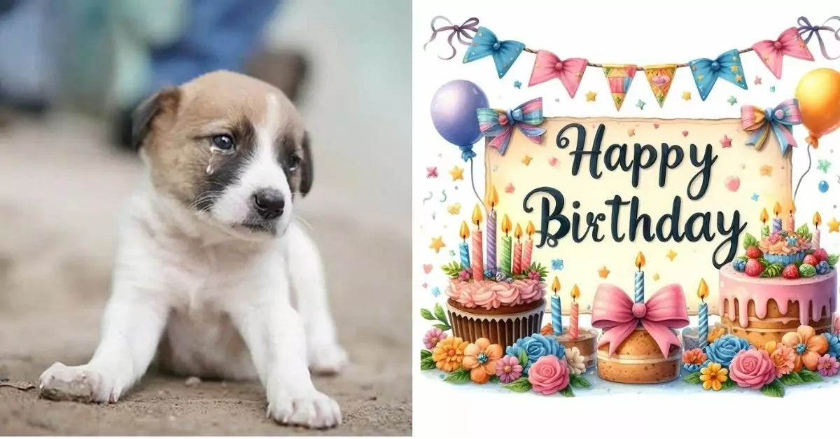 Bella was a happy dog ​​until her owner went bankrupt and couldn't celebrate her birthday