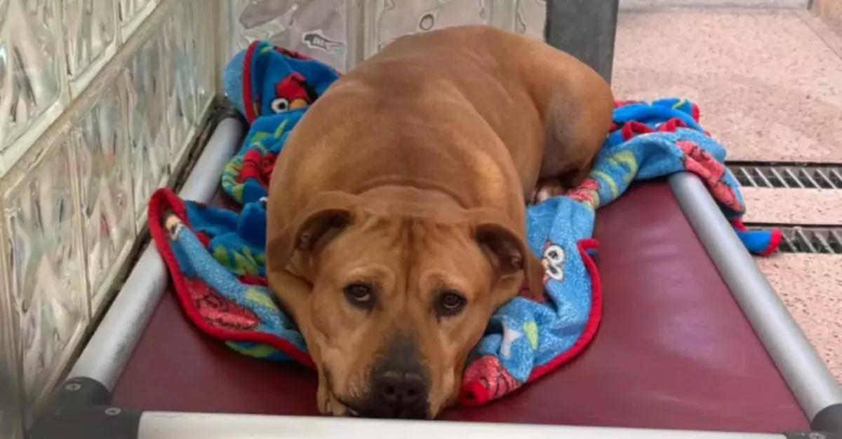 Dog Rescued From Cruel Life Still Awaits a Home After 1,165 Days