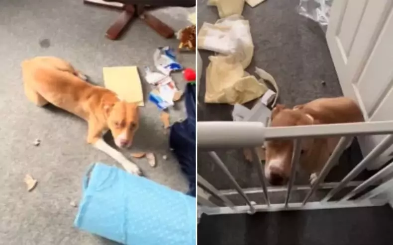 Foster dog Houdini escapes crate, trashes home, and owner surprises everyone