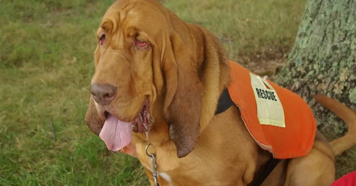 Old rescue dog was devastated when he learned no one wanted to adopt him