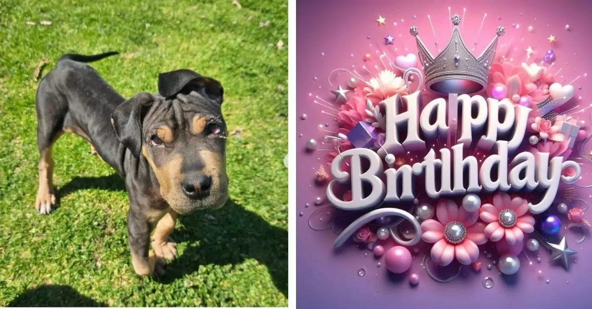 Rescue dog happy to receive adoption news on his birthday