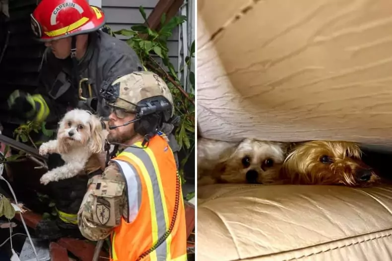 Two dogs rescued from a house destroyed in a deadly landslide in Alaska